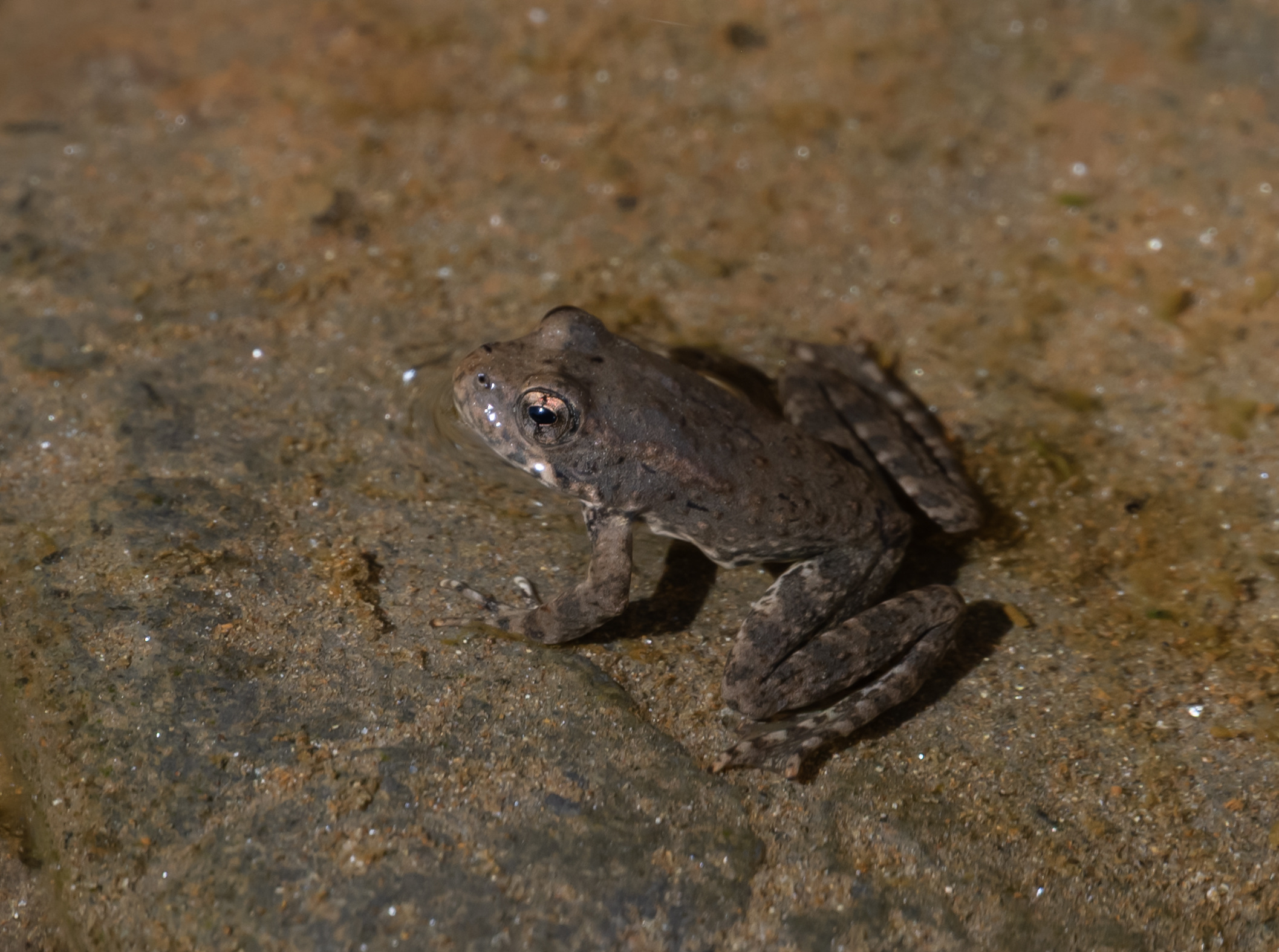 a rana boylii juvenile frog sitting in water